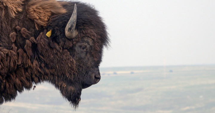 Bison overlooking Prairie Ridge Buffalo Ranch in Colorado