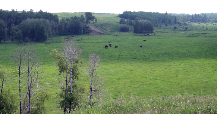 bison on pasture in northern Alberta