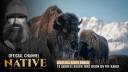North Bridger Bison